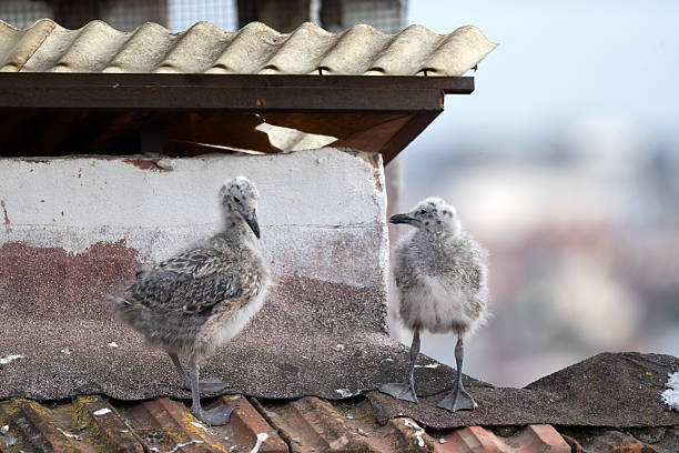 Baby seagull birds are perched on a red roof
