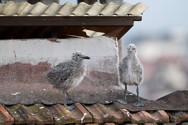 Baby seagull birds are perched on a red roof