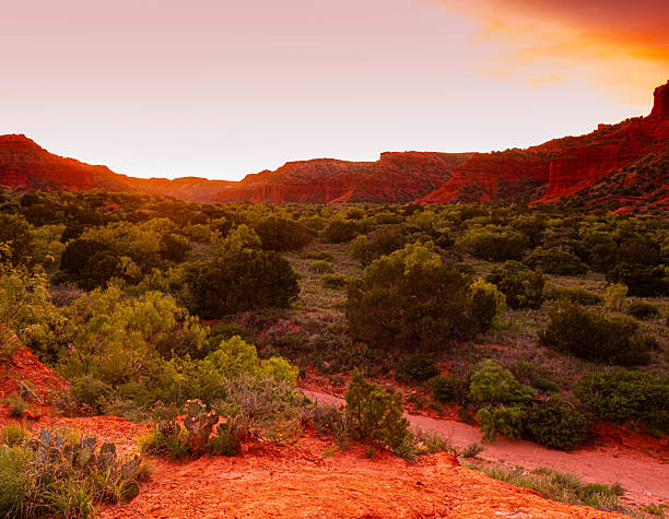 istock Cactus and Wildflowers With Sunset Over Caprock Canyon 2219056128
