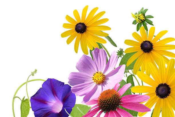 istock summer gardening flowers bunch 2219056619