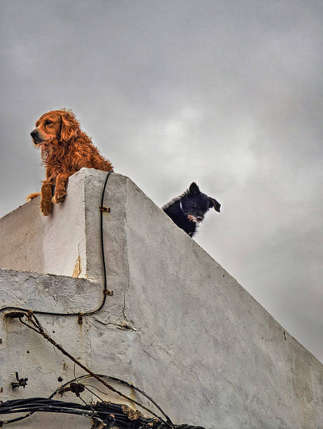 Two dogs enjoy the view from a rooftop in Lanzarote, Spain