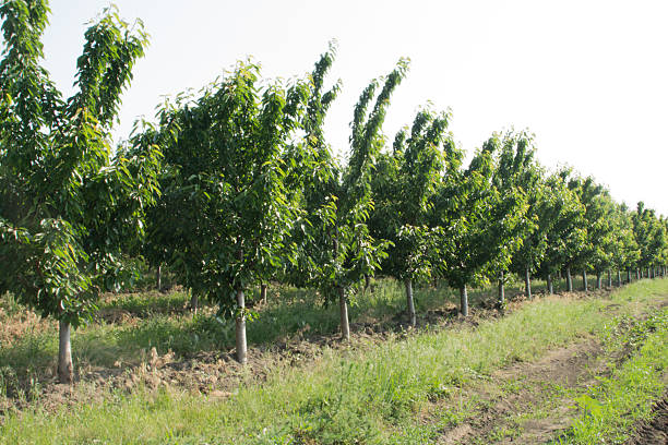 istock A group of trees in a field 2219058541