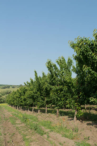 istock A group of trees in a field 2219058548