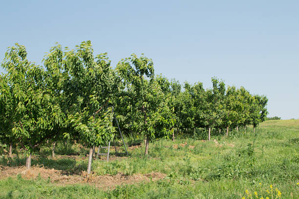 istock A group of trees in a field 2219058555