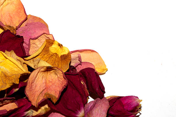 Beautiful withered dried dead rose petals on a white background