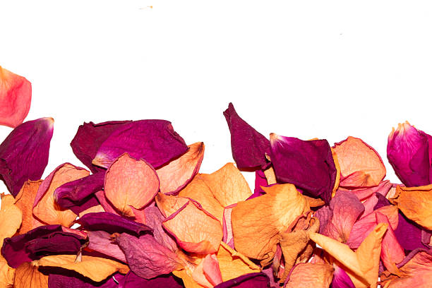 Basked of dried purple rose petals for wedding ceremony