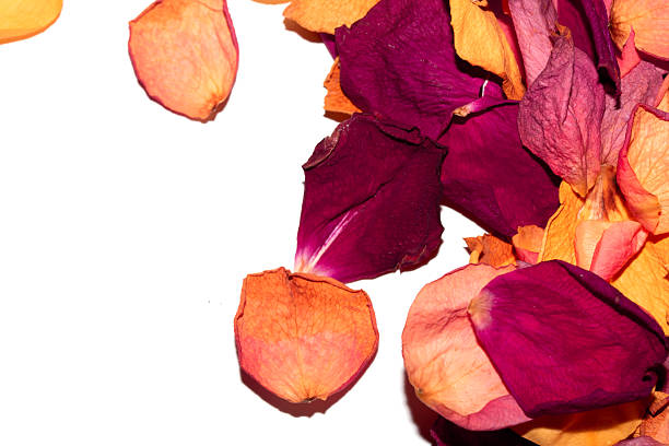 istock Beautiful withered dried dead rose petals on a white background 2219060487