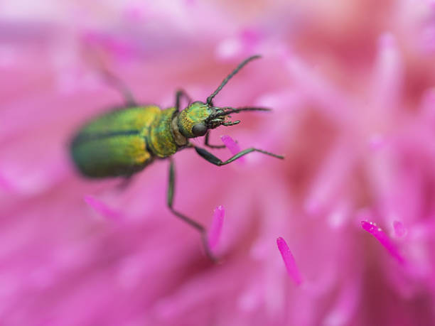 Closeup of beetle, Lobonyx aeneus