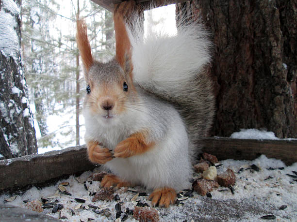 A squirrel with a fluffy tail is nibbling on seeds while sitting in a snowy area amidst green pine branches. Snow adds a serene atmosphere to the scene.