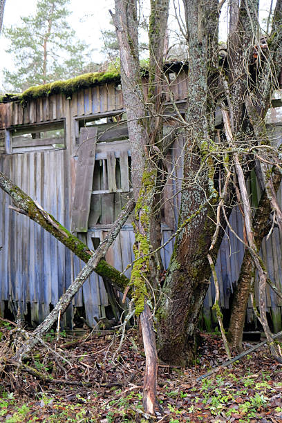 istock Overgrown wooden structure nestled in a dense forest during early spring 2219062655