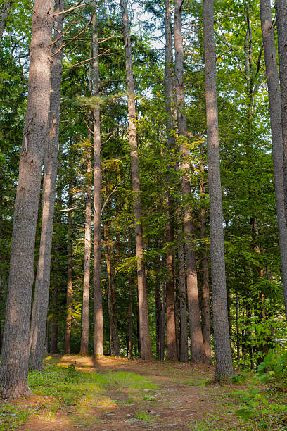 istock evening in the forest of willad brook 2219063767
