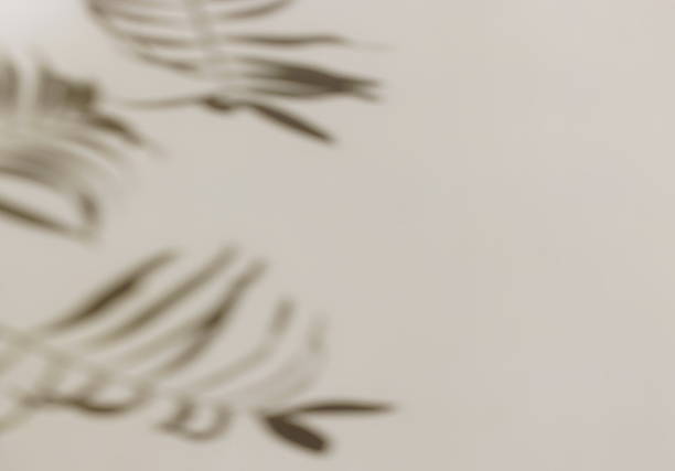 istock Abstract natural palm leaves shadows on beige background template with copy space. 2219063866