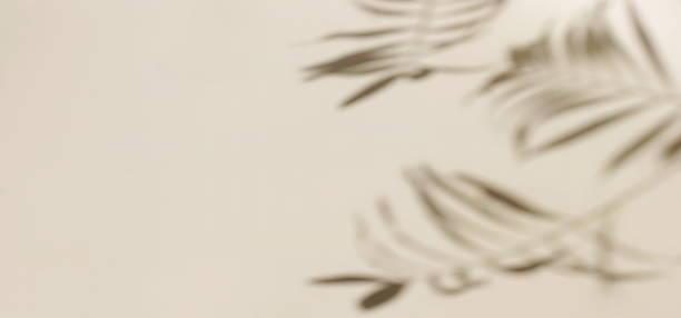 istock Abstract natural palm leaves shadows on beige background template with copy space. 2219063867
