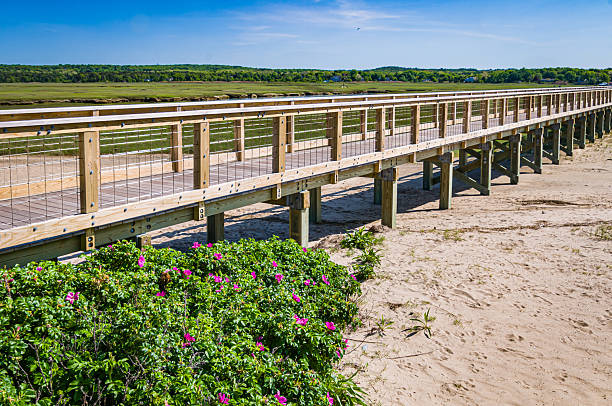 The newly restored Sandwich, Massachusetts boardwalk is flanked by blooming beach roses on an early June afternoon.  The 1350 foot long boardwalk was raised in height and widened and a railing and fence was added after the previous boardwalk was destroyed by a coastal winter storm in  January 2022.