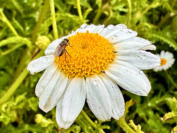 Beautiful chamomile on white background