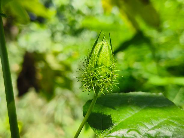 istock Passiflora foetida/stinking passionflower/wild maracuja plant buds 2219064654
