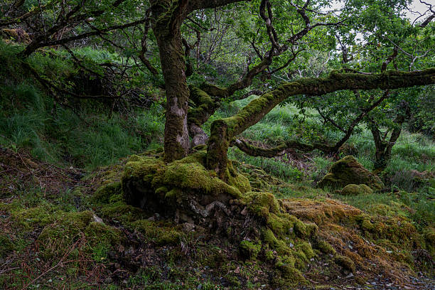 istock A lush forest scene in Glenveagh National Park 2219064789