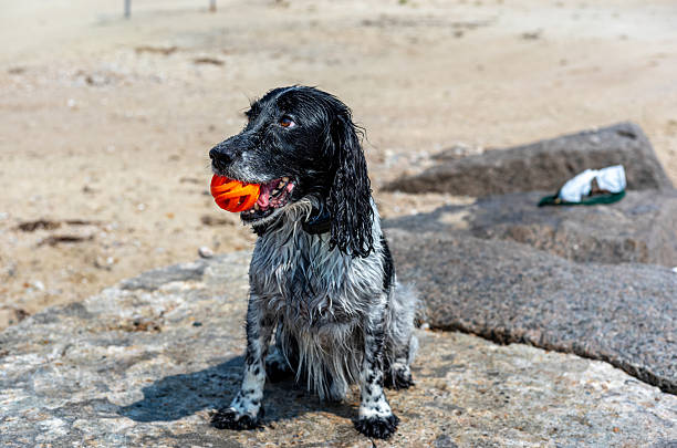 An English Cocker at the beach in Falmouth, MA on Cape Cod enjoying his ball.  Having just come out of the water to cool down, the dog never puts his ball down.
