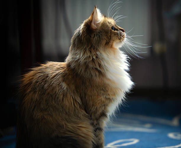 A fluffy tri-colored cat sits against the light from the window, her whiskers sticking out cutely in front of her, profile portrait.