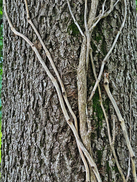 Vertical close-up image of rough tree bark with slender, twisting vines climbing its surface. The textured bark is marked by deep grooves and scattered patches of moss, creating a richly detailed view of natural woodland growth. Perfect for use as a background, texture reference, or environmental design element.