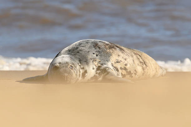 istock Grey Seal Resting On The Sand 2219071497