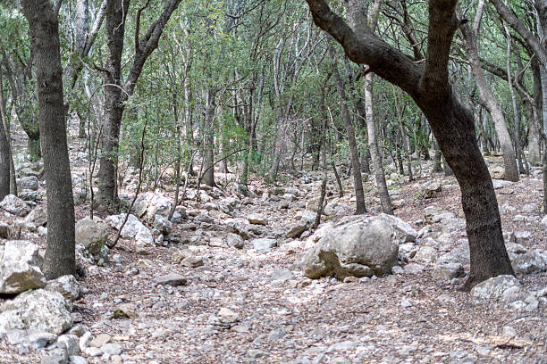 Peaceful forest trail winding through dense Mediterranean woodland in Mallorca, Spain. The path is covered in dry leaves and dappled with sunlight filtering through a canopy of twisted oak trees and lush undergrowth. A serene and tranquil natural environment, perfect for hiking, nature walks, and outdoor exploration. Ideal image for themes of eco-tourism, mindfulness, and conservation.