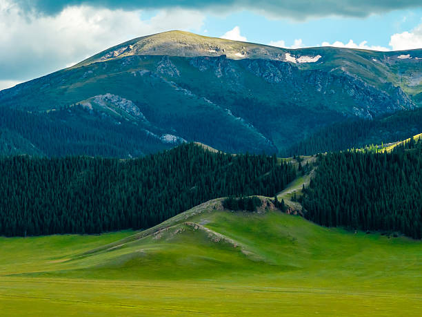 Coniferous Forest,Spruce,Grassland,Sayram Lake,Bole,Bortala Mongolian Autonomous Prefecture,Xinjiang,China,Asia.