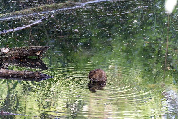 istock A rodent swims in the middle of a forest biotope, creating gentle waves. 2219075346