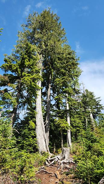 istock Towering Titan: Close-Up of a Massive Western Redcedar Tree in a lush forest 2219075536