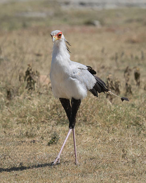 istock Secretary bird walking in Africa 2219075983