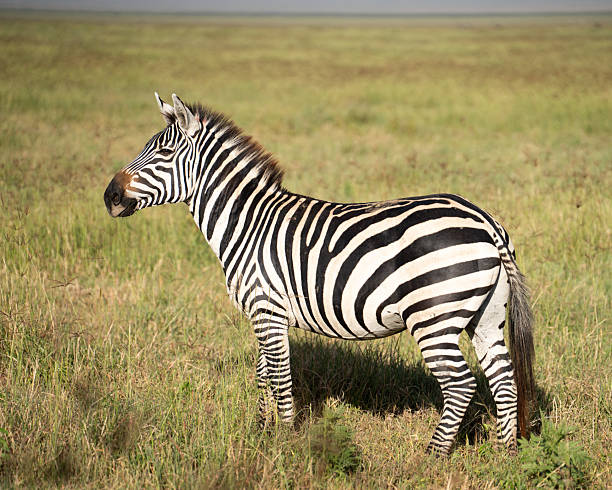 istock Young male zebra posing for a shot 2219076010