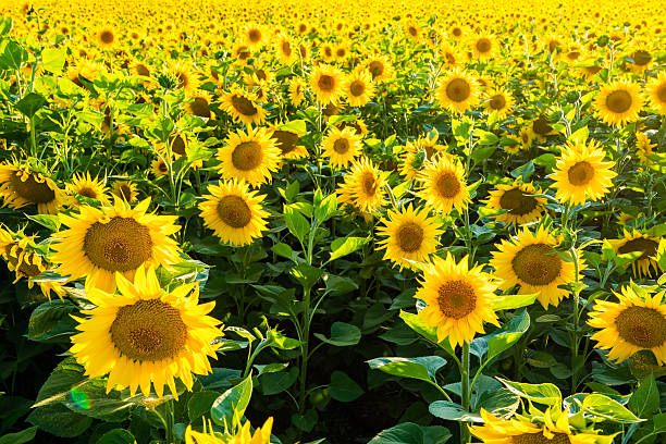 istock Sunflower Fields,Xinjiang,China,Asia. 2219076036