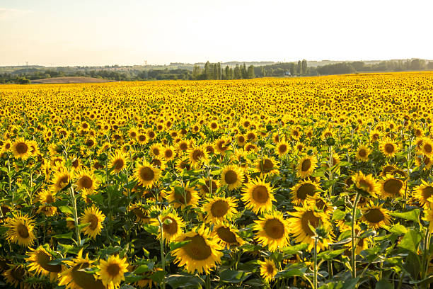 istock Sunflower Fields,Xinjiang,China,Asia. 2219076060