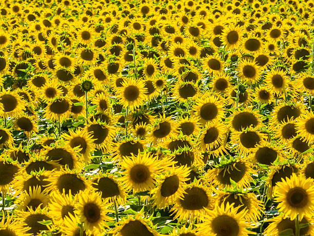Aerial photography Of Sunflower Fields,Altay Prefecture,Xinjiang,China,Asia.