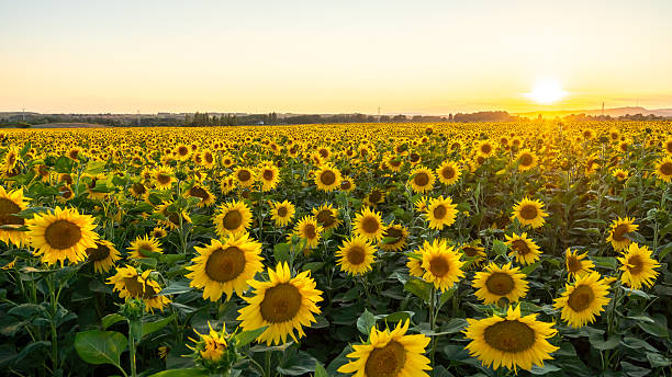 istock Sunflower Fields,Xinjiang,China,Asia. 2219076218