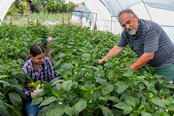 istock Two farmers working in a greenhouse, picking up fresh pepper. 2219076811