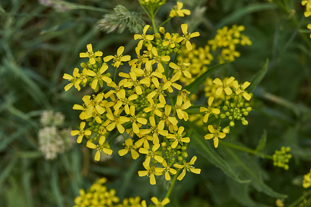 istock Barbarea vulgaris (lat. Barbarea vulgaris) is blooming in the meadow. 2219077777