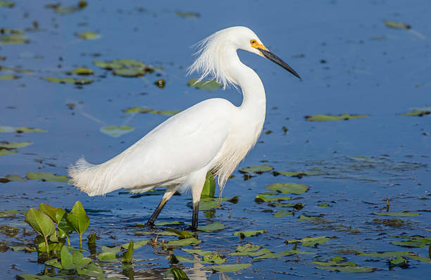 istock Hunting Snowy Egret 2219078859