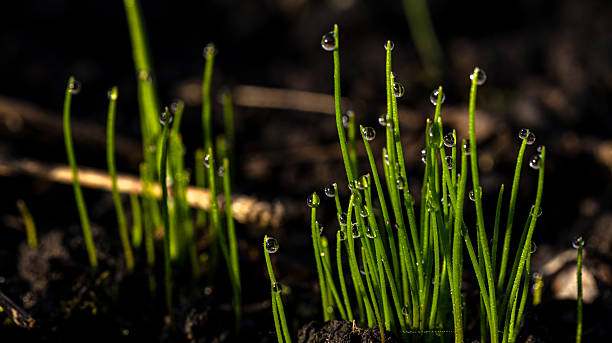 istock Fresh Green Sprouts with Water Droplets Resting on the Rich, Dark Soil Beneath Them 2219079634