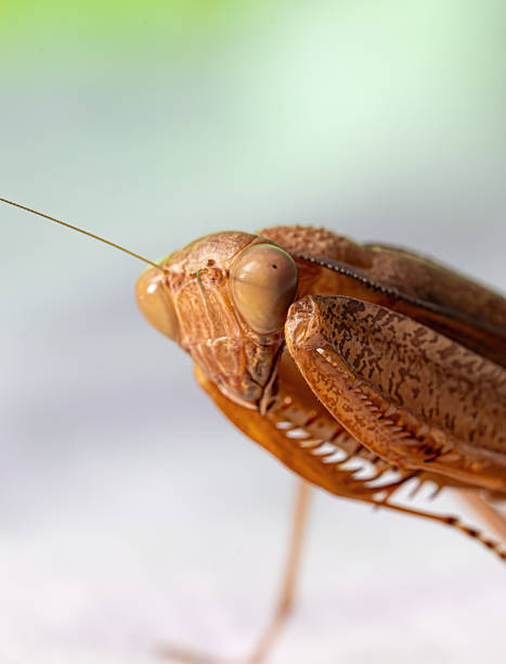 istock Praying mantis macro close-up on colorful background 2219079848