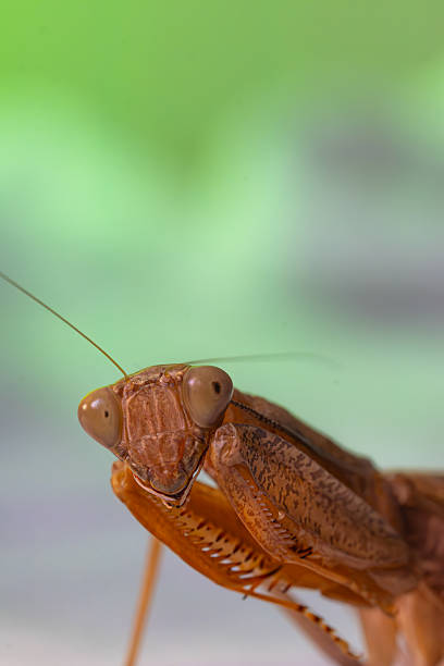 A praying mantis has a brown body that serves as camouflage.