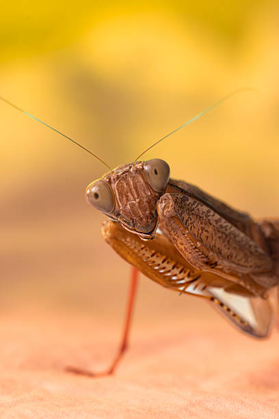 istock Praying mantis macro close-up on colorful background 2219079872