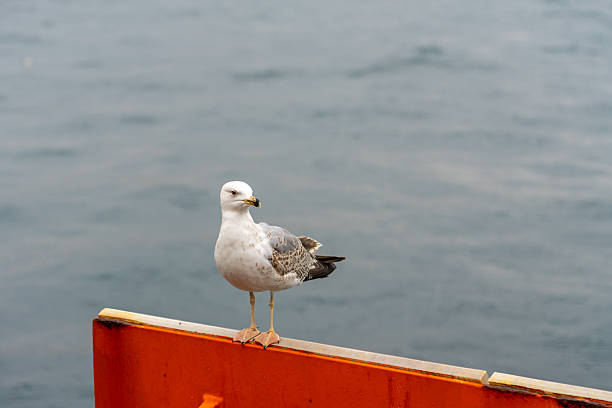 A seagull sits on the shore of the Bosphorus Strait. Bird.