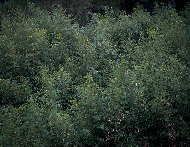 istock View of bamboo trees from a restaurant in Baguio City, Philippines. 2219081493