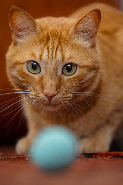 istock Playful domestic cat is looking at toy. 2219082135