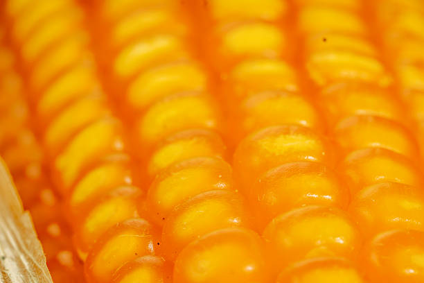 Super macro view of dried corn kernels highlighting natural patterns and detailed texture, ideal for concepts of agriculture, food production, botany, and healthy lifestyle.