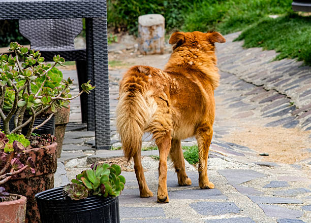 Dog, Mexico, stray animal, portrait