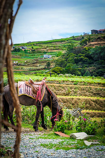 istock A pony in Sakura Park Atok Benguet, Philippines. 2219082593