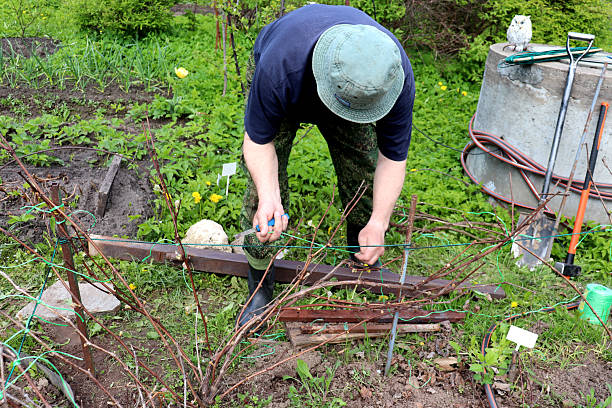 istock An elderly farmer ties up the branches of a grape vine in a spring garden 2219083675