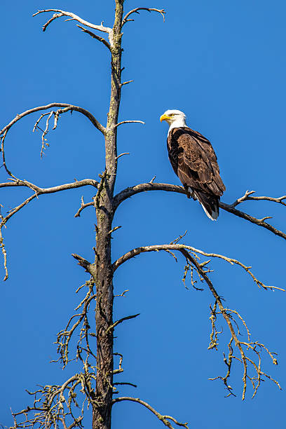 istock Adult bald eagle (Haliaeetus leucocephalus) perched on a pine branch in a blue sky 2219083755